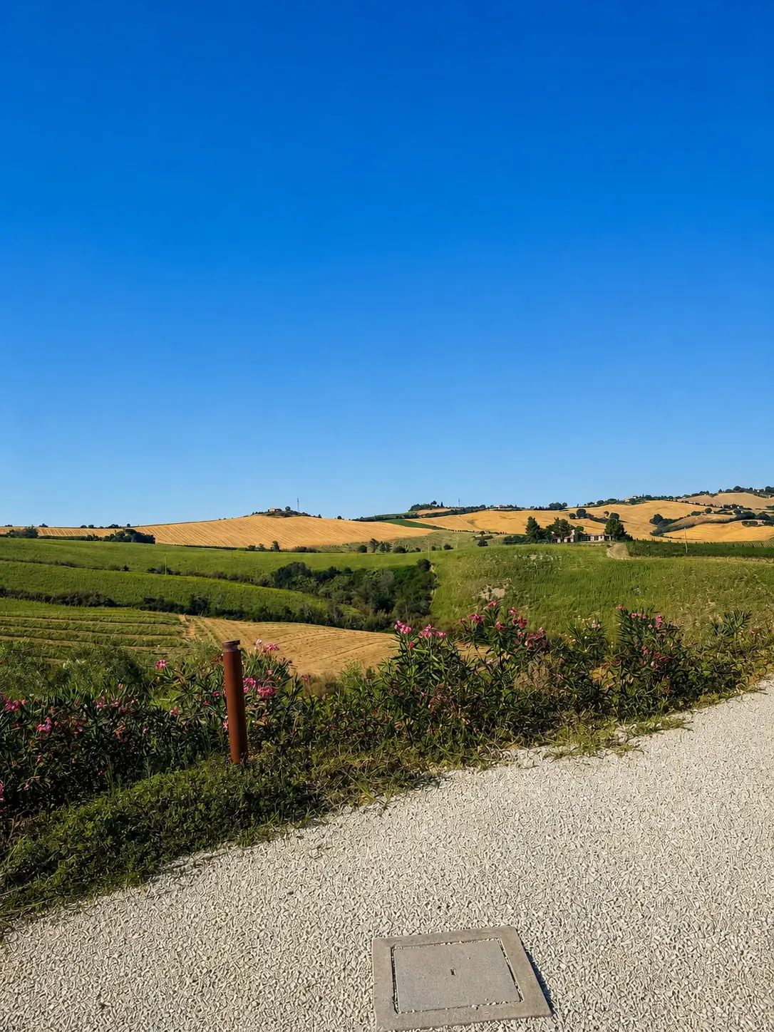Le colline coltivate intorno a Calamonte, con oleandri in fiore lungo il vialetto